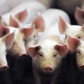 Teadlased siirdasid sigadele edukalt katseklaasis kasvatatud kopsud