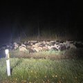 Полицейские и спасатели спасли от возможной аварии на дороге полторы сотни заблудившихся овец