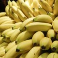Ohtlik seen ähvardab banaanid haruldaseks muuta