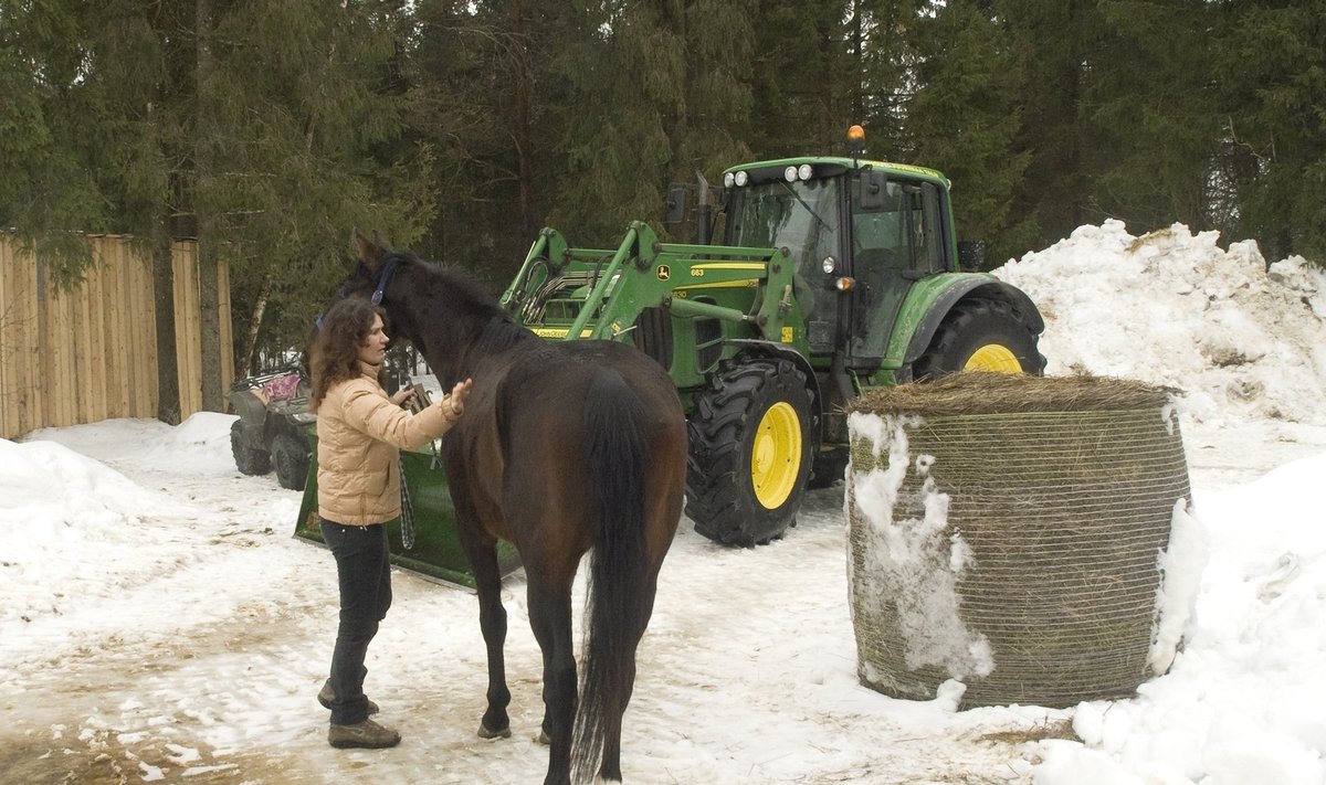 Parim pereettevõte on Juurimaa Tall,  mis on asutatud 2009. aastal Vinguti-Juurimaa talu maadele ja on edukalt tegelenud maaturismi ning ratsaspordi arendamisega.