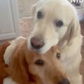 Südamlik VIDEO | Üks koer palub teiselt koeralt vabandust ja kallistab teda