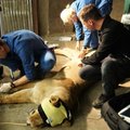 Tallinna loomaaia lõvi Tori tervis vaadati üle