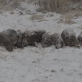 Saaremaal kütitud metssigadelt leitakse üha sagedamini Aafrika katku
