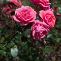 Roosoja roositalu perenaine: Kui sul on hobi, millega tegeledes aeg justkui peatuks, tee sellest oma töö