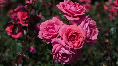 VIDEOD | Kuidas roose kevadel lõigata ja väetada, et suvel jaguks rohkelt õisi