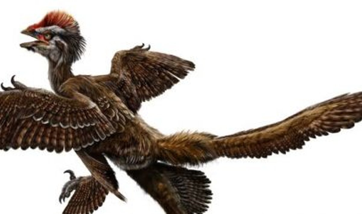 Dinosaurus Anchiornis huxley