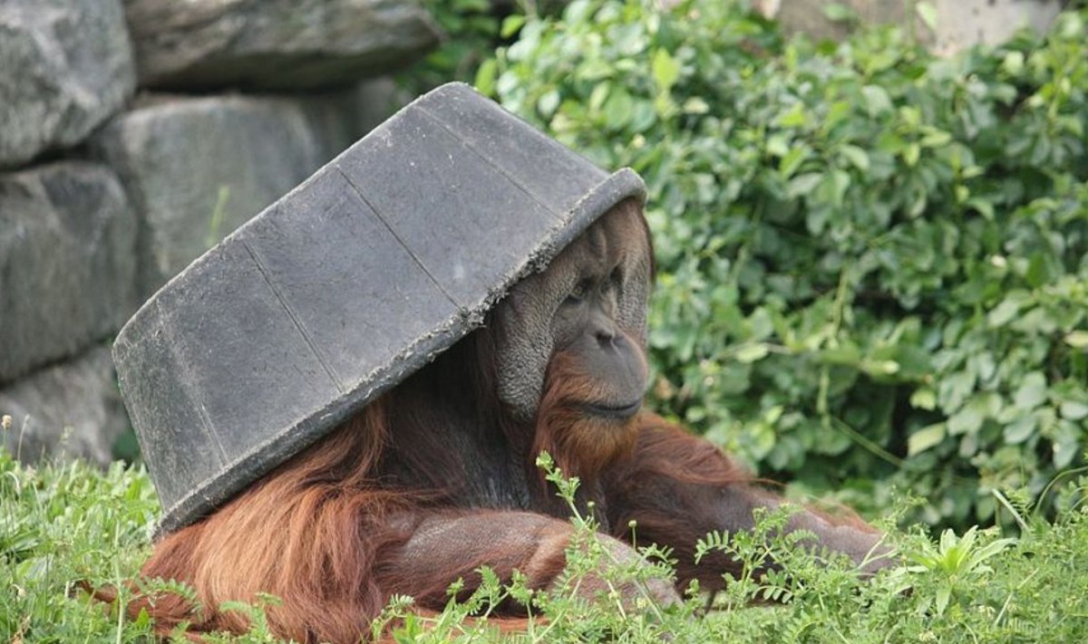 Orangutang Philadelphia loomaaias.