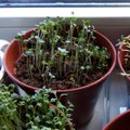 Aeg teha näpud mullaseks! 9 põhjust, miks kasvatada taimed ise ette