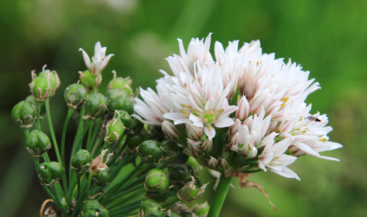 Lõhnav lauk (Allium ramosum)