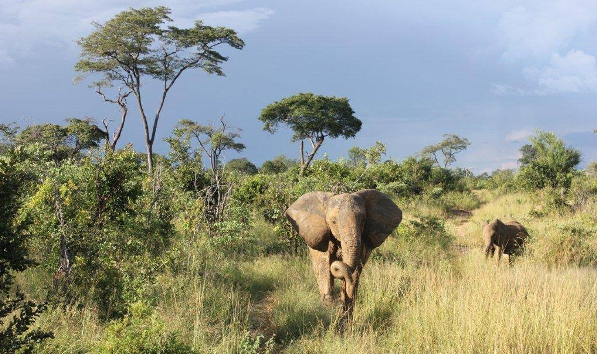 Elevandid Zimbawes rahvuspargis