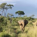 Mõistatuslikud surmad: Aafrikas jätkub elevantide salapärane hukkumine