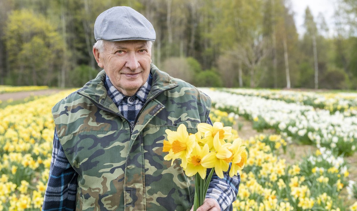 Andi Normeti koduaias Issako-Peetri talus õitseb igal kevadel  tuhandeid nartsisse.
