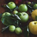 ÕUNASPIKKER | Milline Eesti õun sobib mahlaks, milline moosiks ja kompotiks?