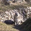VIDEO | Loomaaia lumeleopard Otto III lubati külastajate ette patseerima