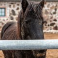 Сага с изнасилованием лошадей: суд признал виновной конюшню, а не насильника