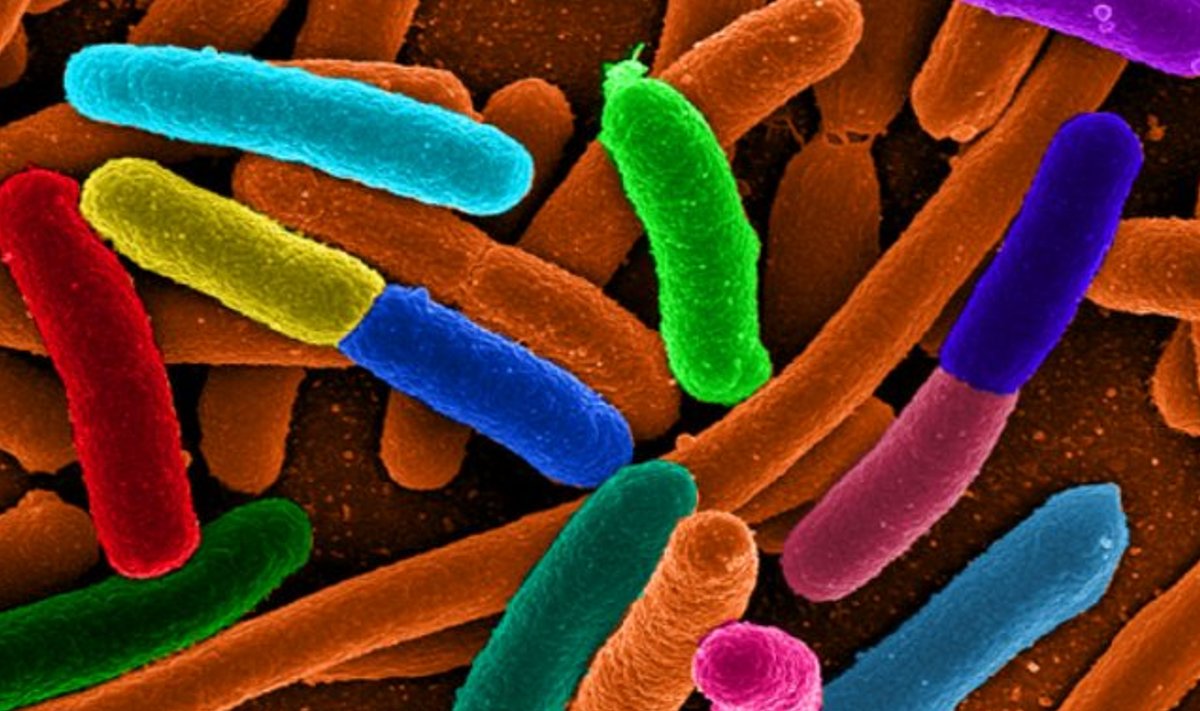 Kuidas bakterid suhtlevad? Autor/allikas: Wikimedia Commons