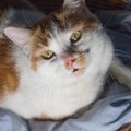 Kass, kellel on üks salasoov: uhke loomuga Rõžulja jutustab oma loo