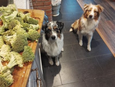 Tervislik vahepala. Ka koerad krõbistasid hea meelega brokkolit.