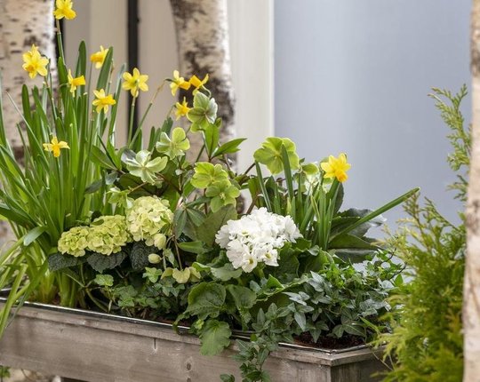 Как правильно подобрать подходящее кашпо для летних цветов? Объясняют эксперты из Эстонии