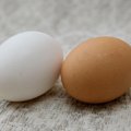Läinud aastal tekkinud munadefitsiit vähendas muna tarbimist