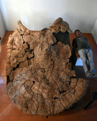 Leitud fossiilne kilpkonna kilp võrreldes inimesega