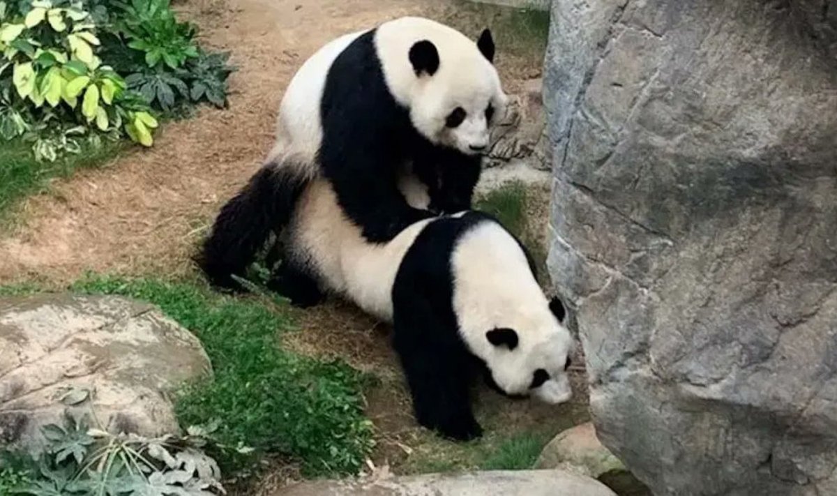 Pandad aktsioonis