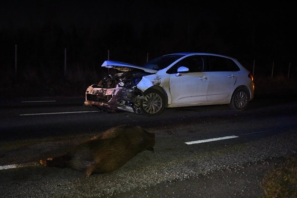 ФОТО и ВИДЕО | Стадо кабанов выбежало прямо под колеса автомобиля: три  животных умерло