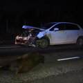 VIDEO ja FOTOD | Kurb hommik Viljandi lähedal: kolm metssiga kaotas maanteel elu