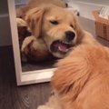 Naljakas VIDEO | Koer kurjustab oma peegelpildiga, sest ohus on tema lemmikmänguasi