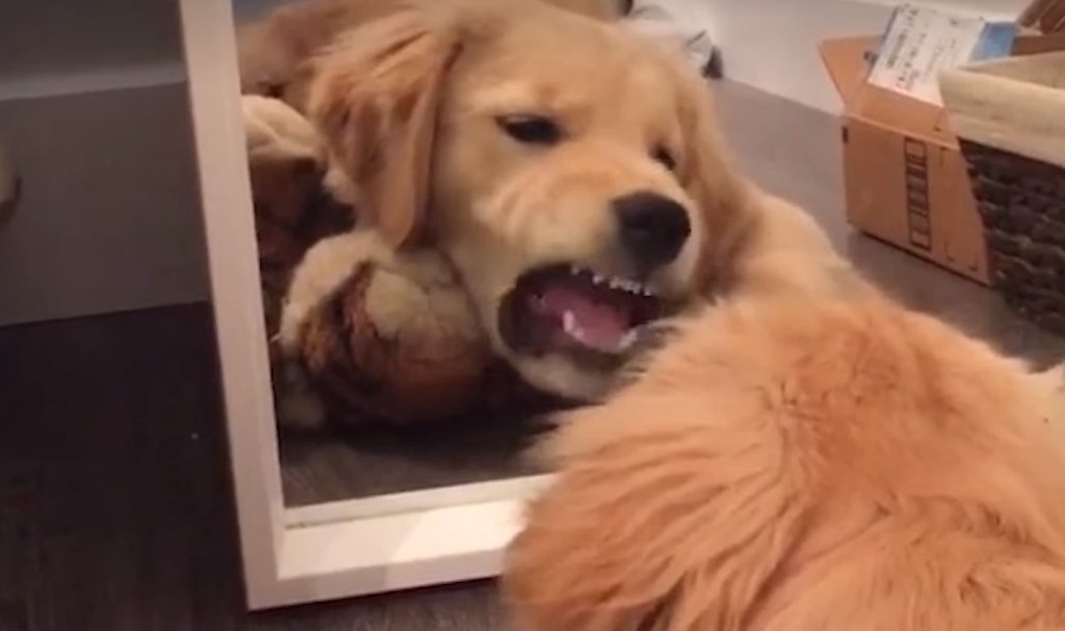 Koer Kona kurjustab oma peegelpildiga.