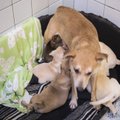 Департамент изъял у владельца почти 50 собак, здоровье которых оказалось под угрозой 