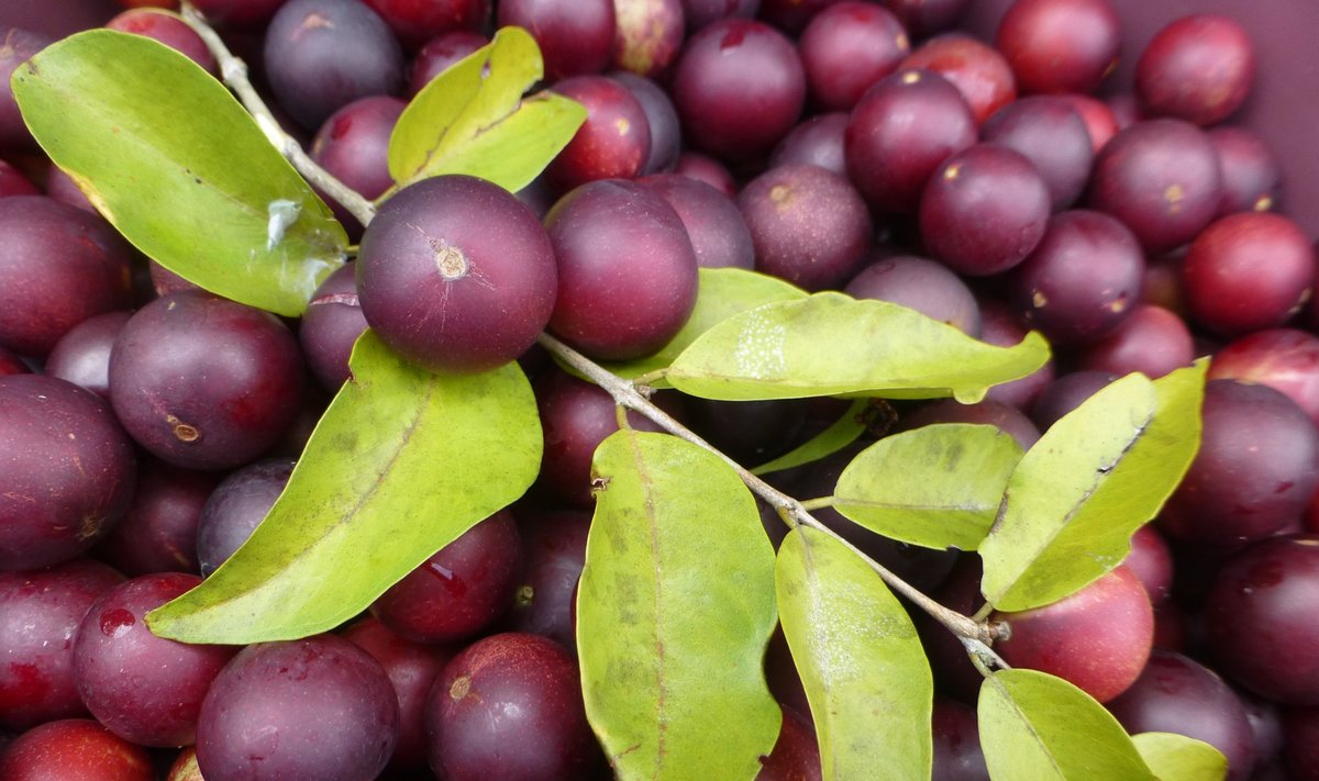 Camu camu ehk kamu-jabotipuu viljadest tehakse pulbrit, mida saab osta loodustoodete poodidest.