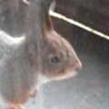 FOTOD ja VIDEO: Oravad on nii julgeks läinud, et kipuvad juba tuppa