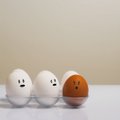 Ответ на вопрос, который всех волновал с детства: чем белые яйца отличаются от коричневых