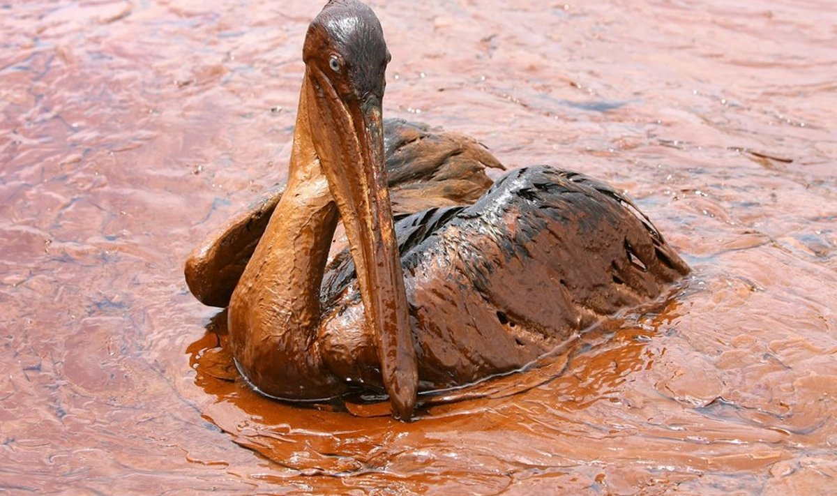 An exhausted oil-covered brown pelican sits in a pool of oil along Queen Bess Island Pelican Rookery, 3 miles (4.8 km) northeast of Grand Isle, Louisiana June 5, 2010. Wildlife experts are working to rescue birds from the rookery which has been affected by BP's Gulf of Mexico oil spill, and transporting them to the Fort Jackson Rehabilitation Center. REUTERS/Sean Gardner (UNITED STATES - Tags: ANIMALS DISASTER ENERGY ENVIRONMENT IMAGES OF THE DAY)