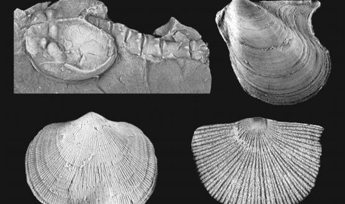 Devoni ajastu fossiilid. Foto: Ohio ülikool