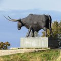 ФОТО читателя Delfi: Почему бык — символ Раквере?