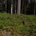 JAGA TEADMISI | Kui hästi tunned ja kasutad sina Eesti loodusest pärit taimi?