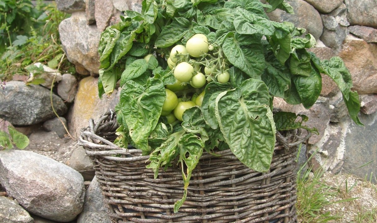 Rohelised tomatid