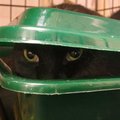 Nuksiku lugu: mustvalge tõrges kass — kas talle kodu leidmine on võimalik?