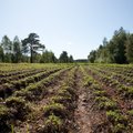 Lugejad: kogu Eesti põllumajandus tuleks muuta mahepõllumajanduseks