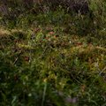 Vanavanem eestlaste joogast: hüperaktiivsest ja käitumishäiretega lapselapsest sai poiss, kes tunneb taimi ja võib tundide viisi metsas seigelda