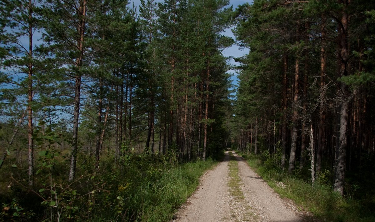 Eesti metsamees võiks ennekõike kasvatada mändi ja kuuske.