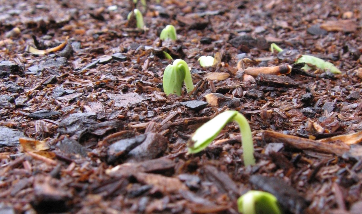 Aprillis võib hakata seemneid külvama juba avamaale.