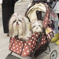 FOTOD: Sinna koerad reisiksid! Vaata, kuidas jaapanlased oma lemmikuid poputavad!