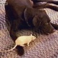 Rott võitleb koeraga söögi üle