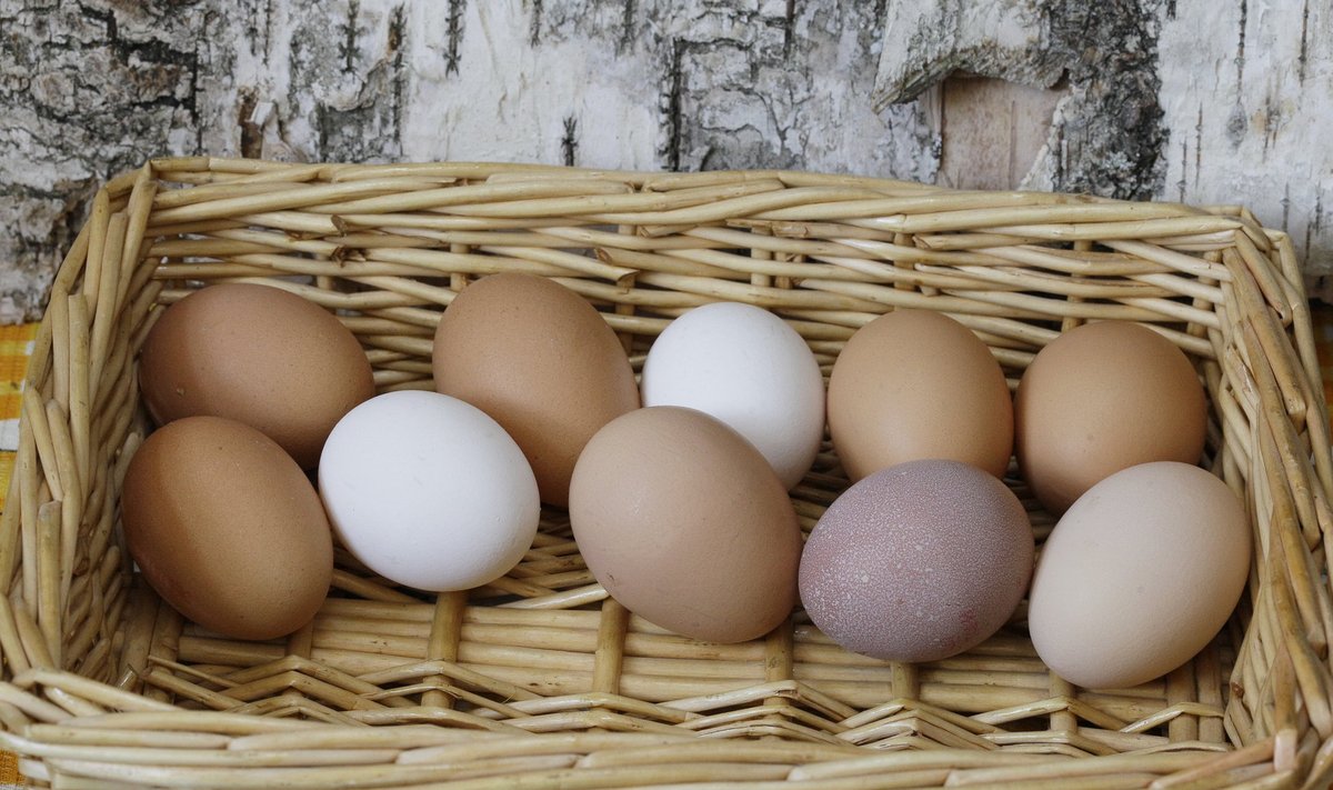 Kanadki munevad erinevat värvi mune.