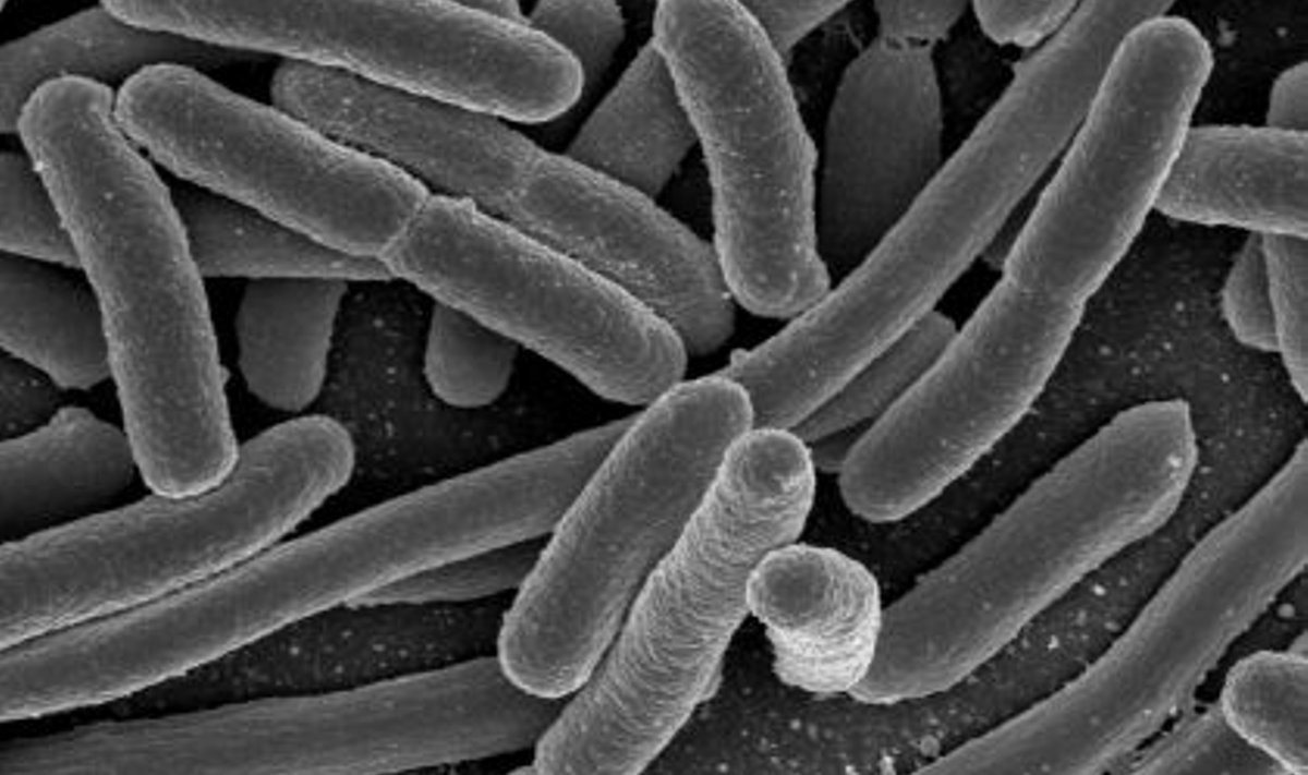 Bakterid. Foto: Wikipedia