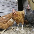 Общество защиты животных: отдавайте предпочтение органическим яйцам либо яйцам кур на свободном выгуле