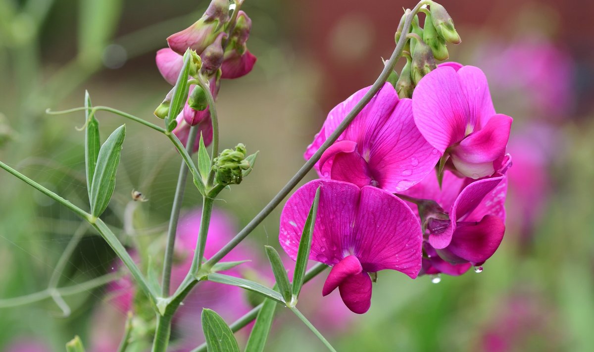 Lillhernes eelistab päikeselist kasvukohta ning talub võrdlemisi hästi tuult ja vihma.